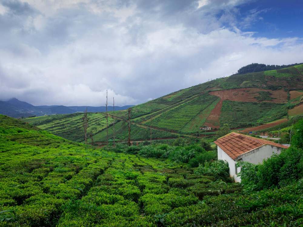 Coffee plantation walks and team circles in Coorg for corporate team retreats