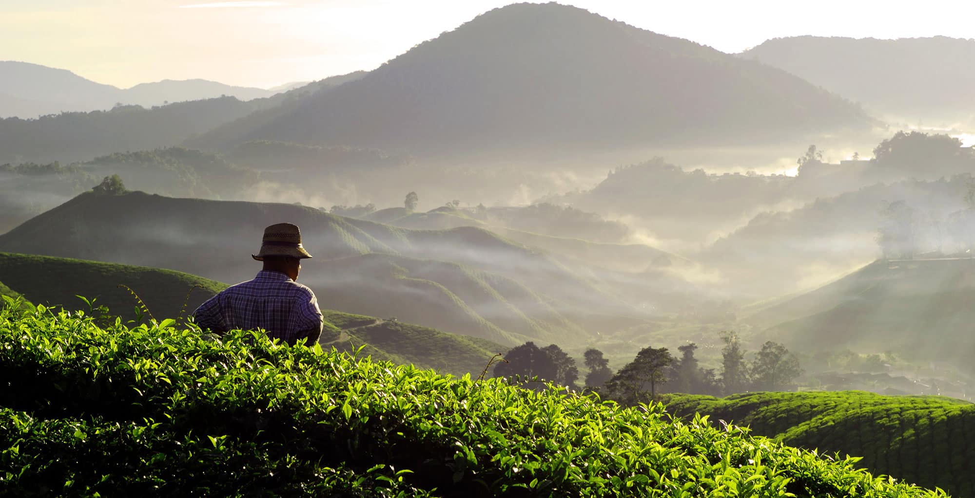 Wayanad tea plantations and misty hills — peaceful setting for corporate retreats and leadership offsites