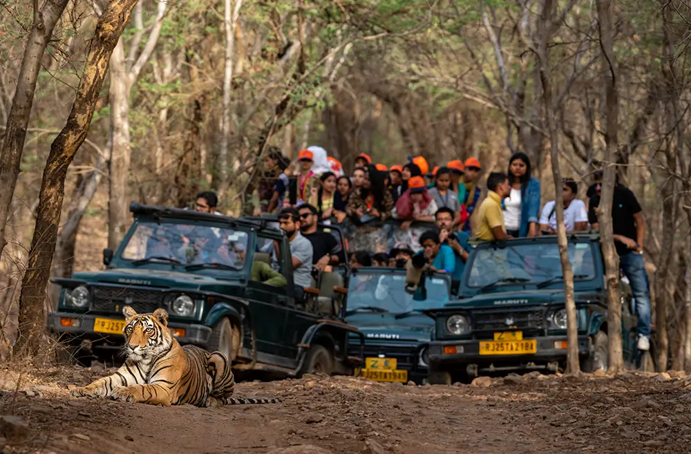 Jungle Safari — image 3