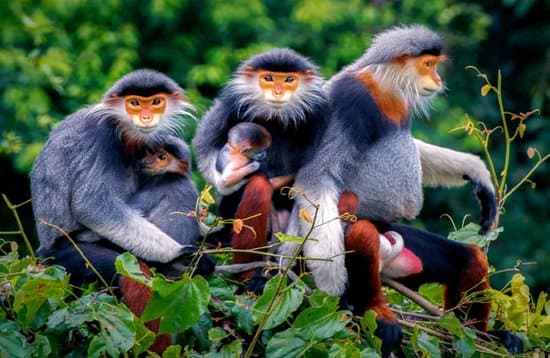 Son Tra (Monkey) Mountain