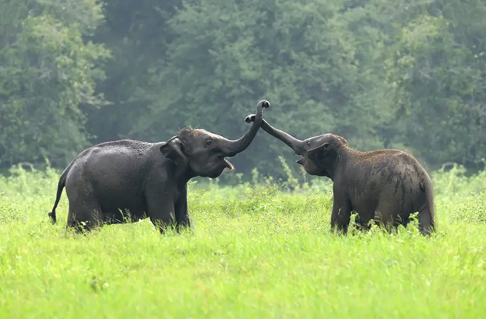 Jungle Safari — image 4