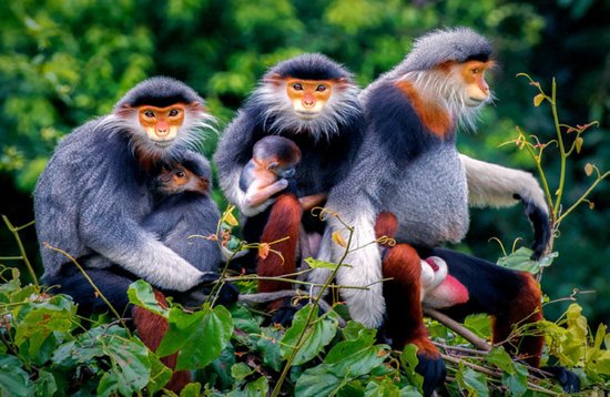 Son Tra (Monkey) Mountain